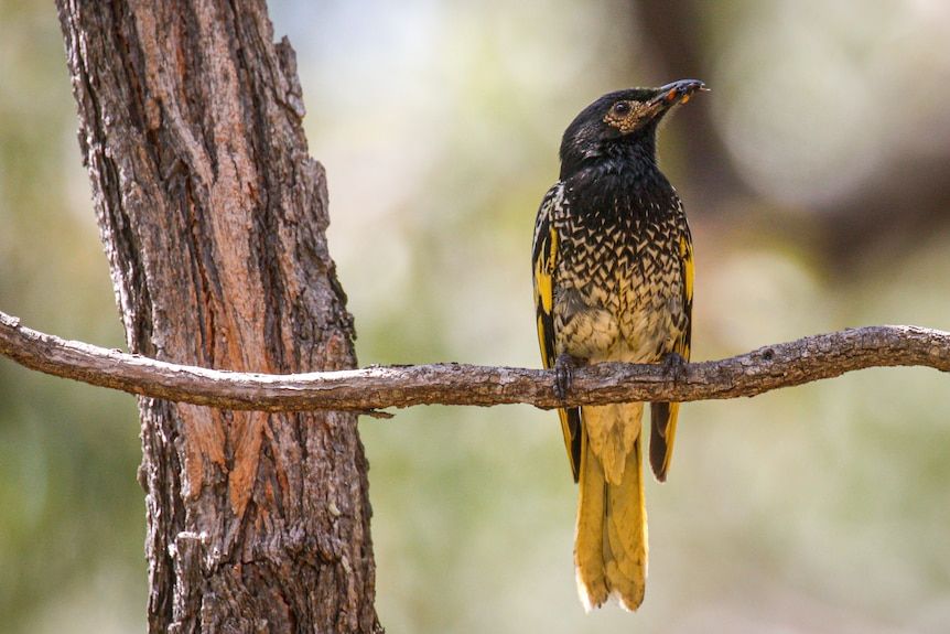 GNNGoodNews's tweet photo. 'Keeping this species going': Largest ever NSW release of critically endangered birds
Regent honeyeaters: efforts are continuing to save the species from extinction. #environmental #GoodNews https://t.co/ZJVVmrpKUH https://t.co/S6LRFfWGDW