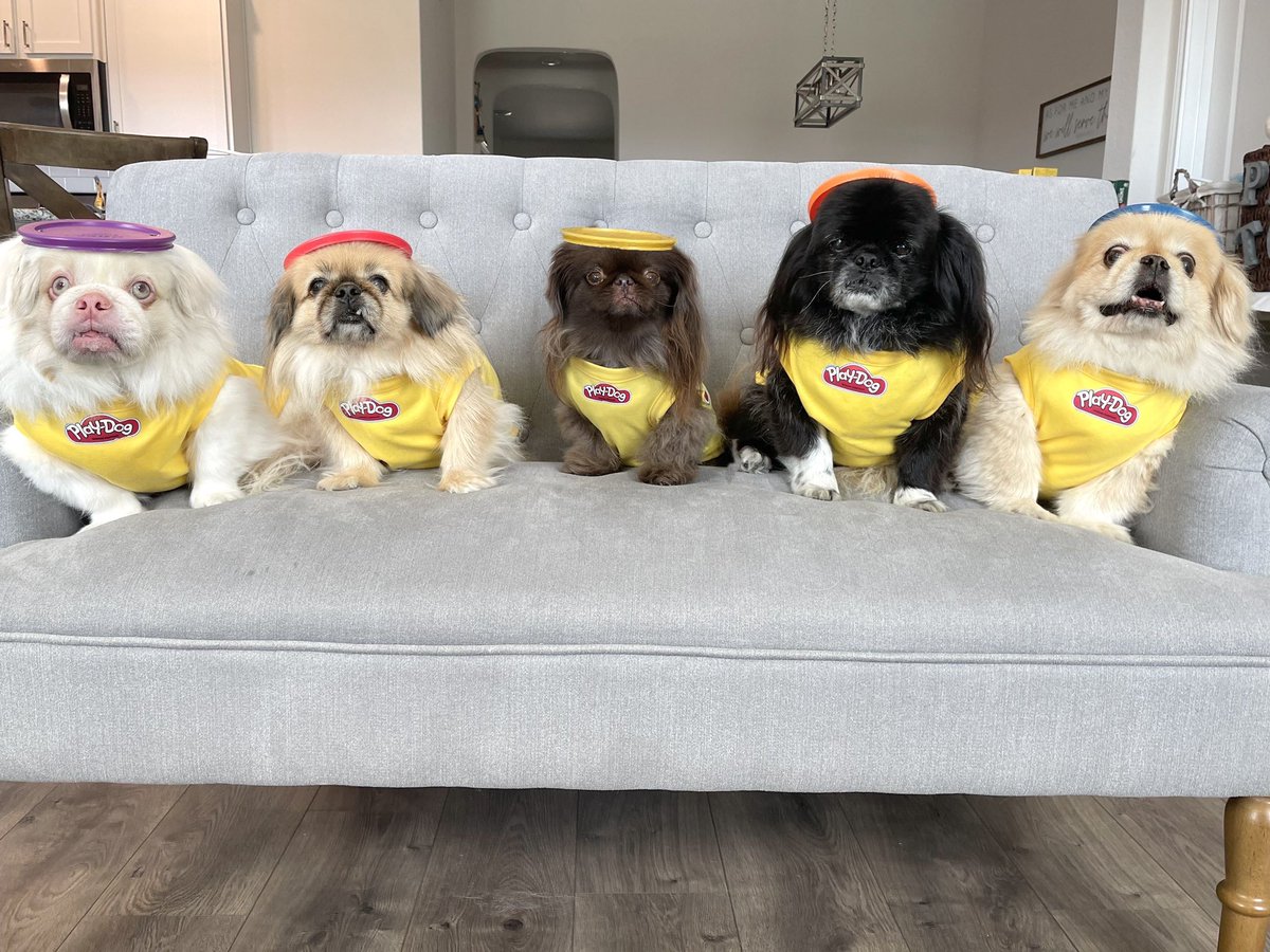 PekeTales's tweet photo. Happy #Halloween
#Pekingese #funnydog #funny #caption #barkpost #memes @PlayDoh https://t.co/WyPwWkN6KR