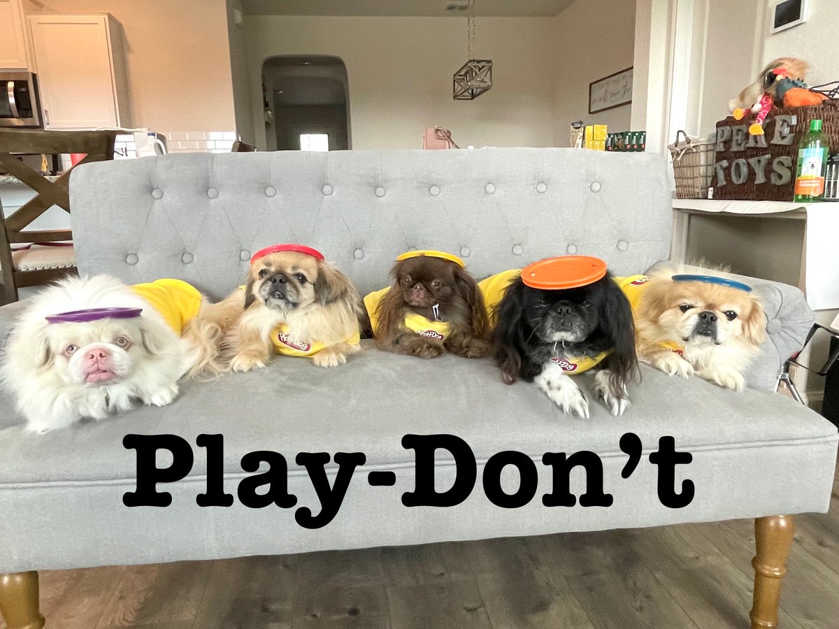Happy #Halloween 
#Pekingese #funnydog #funny #caption #barkpost #memes <a href="/PlayDoh/">Play-Doh</a>