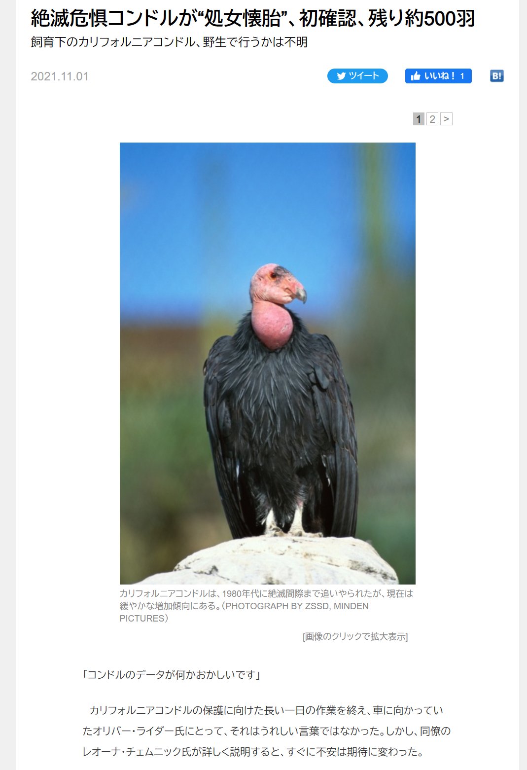 Sak 絶滅危惧コンドルが 処女懐胎 初確認 残り約500羽 飼育下のカリフォルニアコンドル 野生で行うかは不明 T Co Jb5xed5sjx 2羽のオスの遺伝子を詳しく調べてみたところ 父親となったはずの鳥の遺伝子を受け継いでいなかった つまり