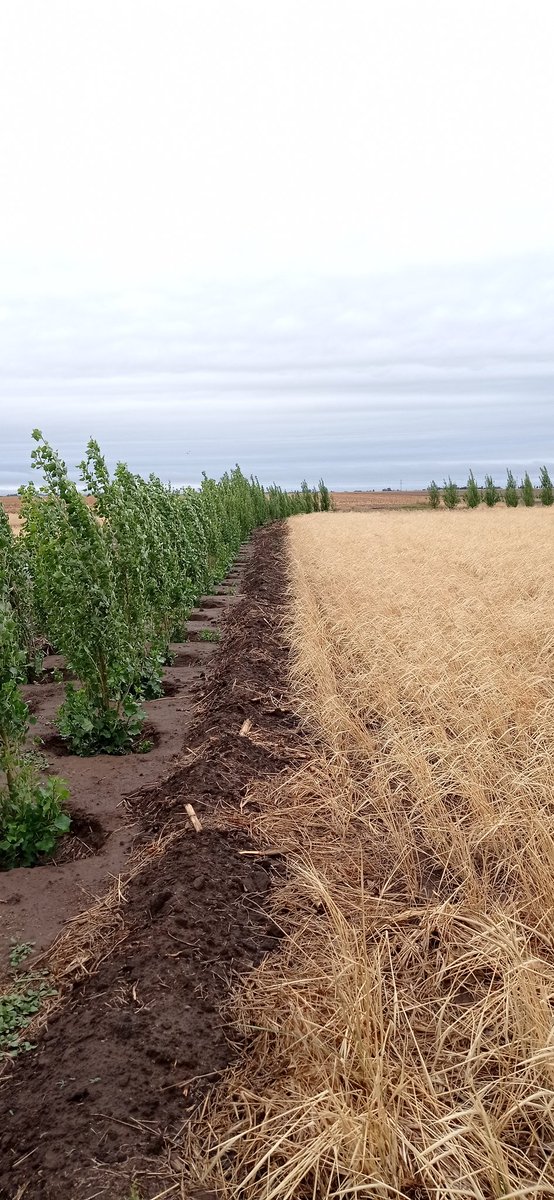 APLICACIONES PERIURBANAS... 

Centeno cobertura secado con glifosato/Cortina de Álamos perfectamente verde. Muchas decisiones tomadas (para la tribuna) por legisladores sin el conocimiento adecuado son carentes de criterio. Porqué tantos metros de restricción???