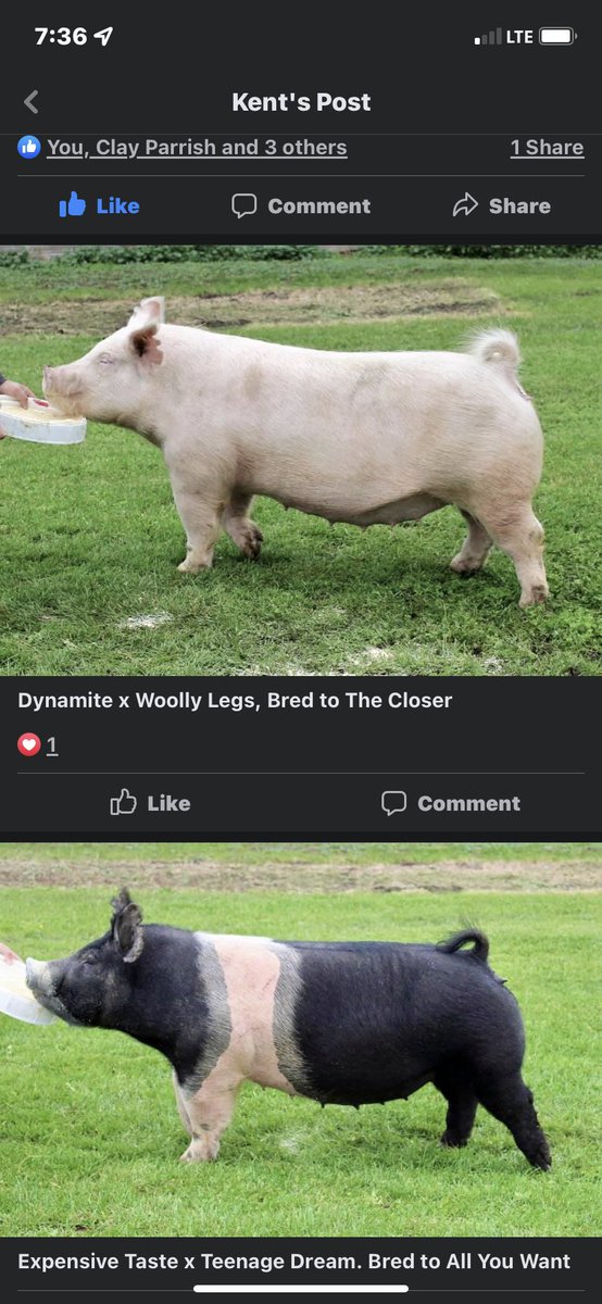 Kitsonshowpig's tweet photo. Hahn Genetics Bred Female Sale is November 9th!!! Be sure to check these girls out on https://t.co/VkWQMbBLwv https://t.co/SuF4scZ2wk