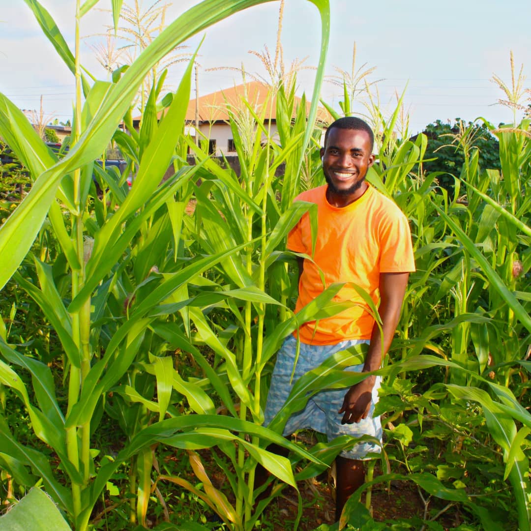 climate_hub's tweet photo. Household Maize raised solely with organic water discharge from an aquaponics system in urban settlement. 
Let's promote and support urban aquaponics to ensure food security and youth entrepreneurship. 
Food security among households..
@mcwglobal
@SDGoals
@YouthTime
@YALINetwork https://t.co/m0nN2UCBvI