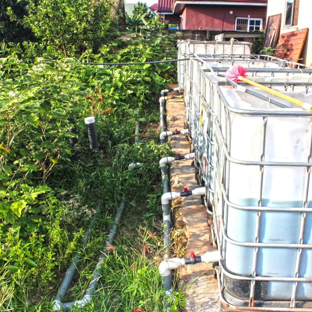 climate_hub's tweet photo. Household Maize raised solely with organic water discharge from an aquaponics system in urban settlement. 
Let's promote and support urban aquaponics to ensure food security and youth entrepreneurship. 
Food security among households..
@mcwglobal
@SDGoals
@YouthTime
@YALINetwork https://t.co/m0nN2UCBvI