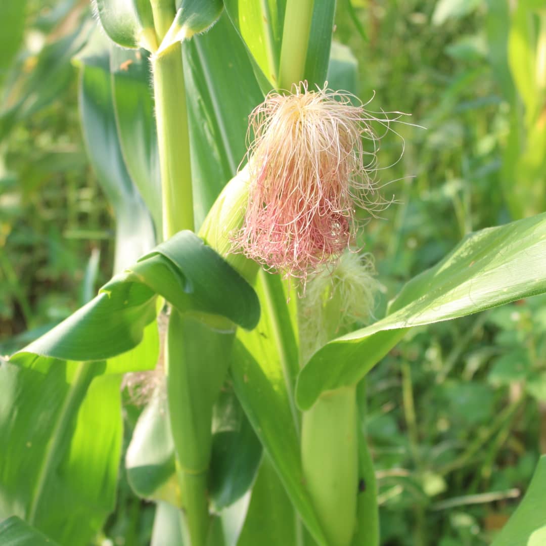 climate_hub's tweet photo. Household Maize raised solely with organic water discharge from an aquaponics system in urban settlement. 
Let's promote and support urban aquaponics to ensure food security and youth entrepreneurship. 
Food security among households..
@mcwglobal
@SDGoals
@YouthTime
@YALINetwork https://t.co/m0nN2UCBvI