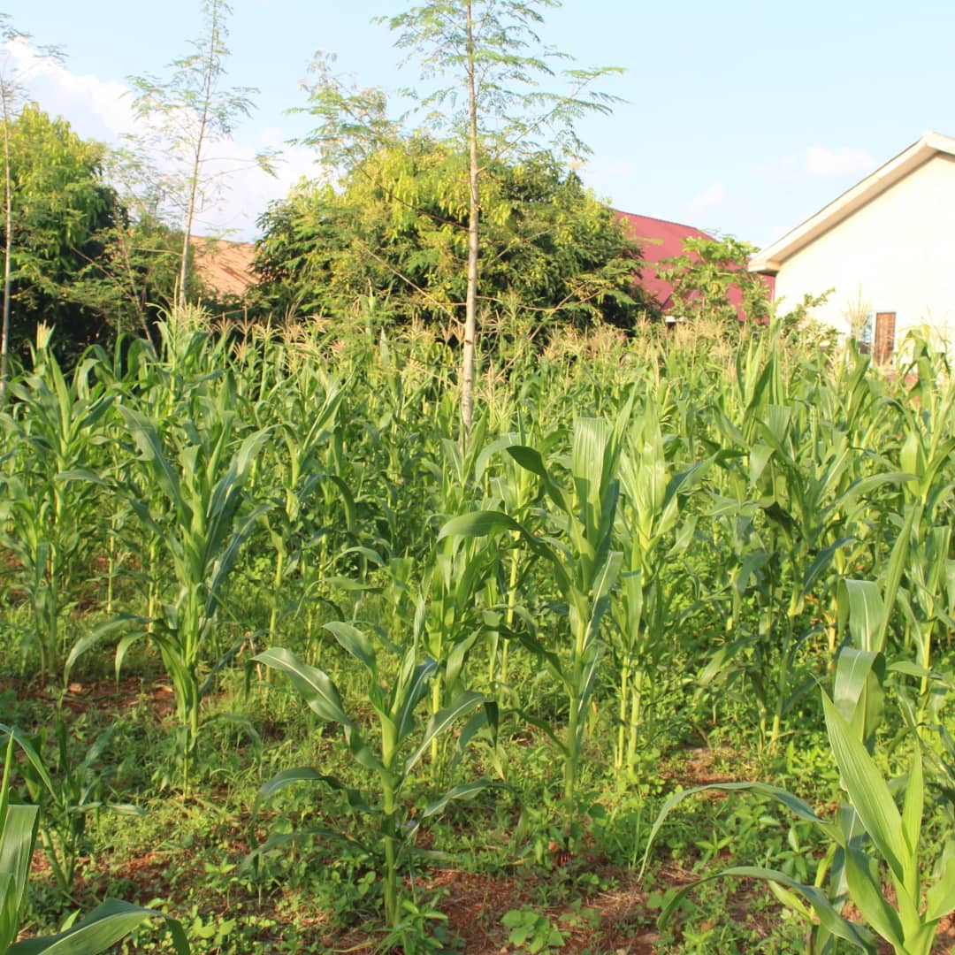 climate_hub's tweet photo. Household Maize raised solely with organic water discharge from an aquaponics system in urban settlement. 
Let's promote and support urban aquaponics to ensure food security and youth entrepreneurship. 
Food security among households..
@mcwglobal
@SDGoals
@YouthTime
@YALINetwork https://t.co/m0nN2UCBvI