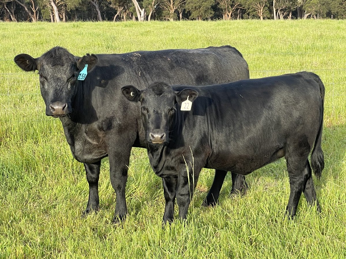 DobbeEric's tweet image. 1st cross heifer showing off her AI  Niagra heifer calf. Weaning this week