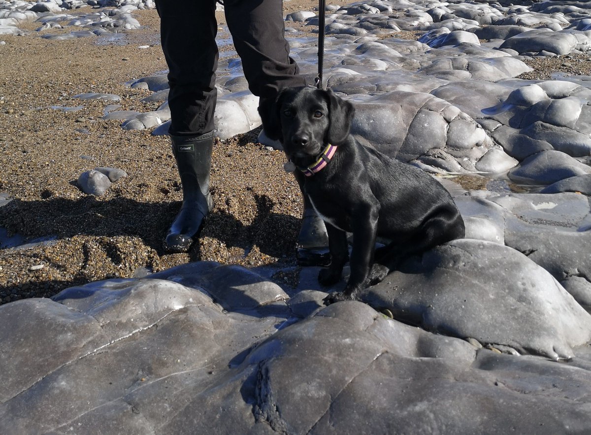 How do I know something's toxic to my puppy? Pretty much, she'll ignore it if it's non-toxic, but if it's dangerous, she'll pick it straight up and start chewing or carrying it around.