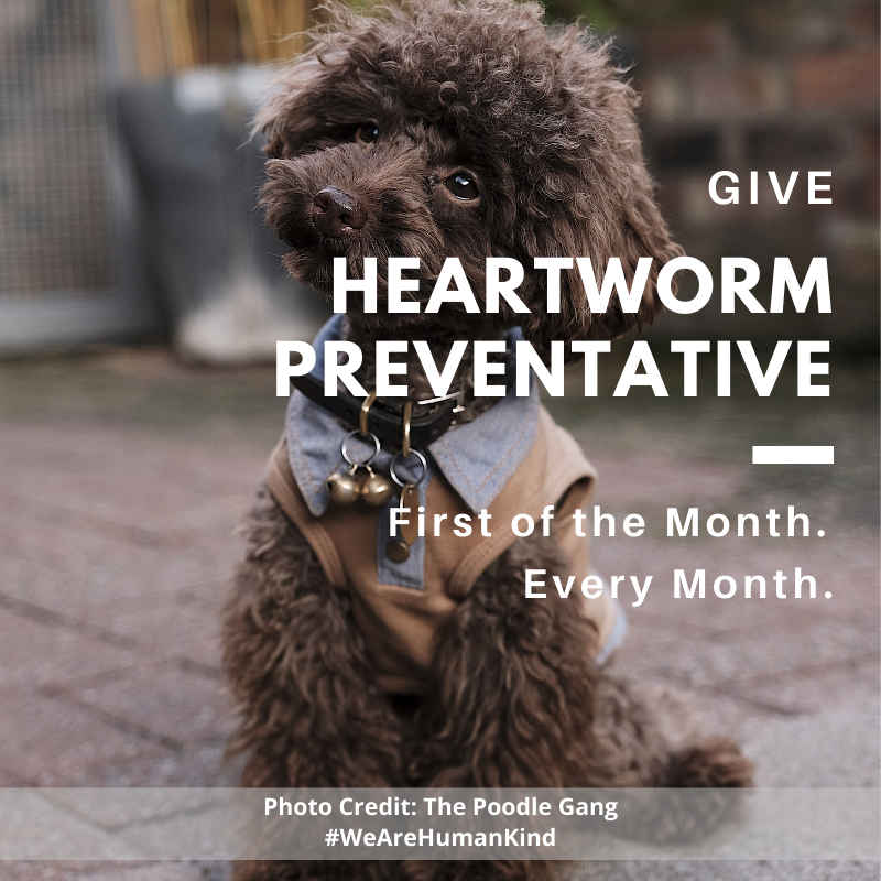 Give heartworm preventative the 1st of the month, every month. Ask your veterinarian about heartworm preventative options for your dog and cat.