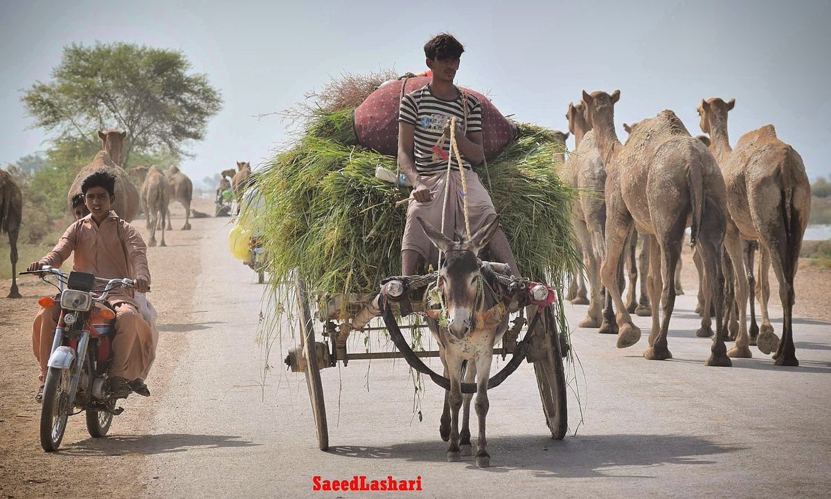 IamSindhi10's tweet photo. ڳوٺاڻي زندگي ۾ گڏھ گاڏي جوڪردار ڪنھن بھترين سواري کان گھٽ ناھي- https://t.co/FrtRzk0P5s