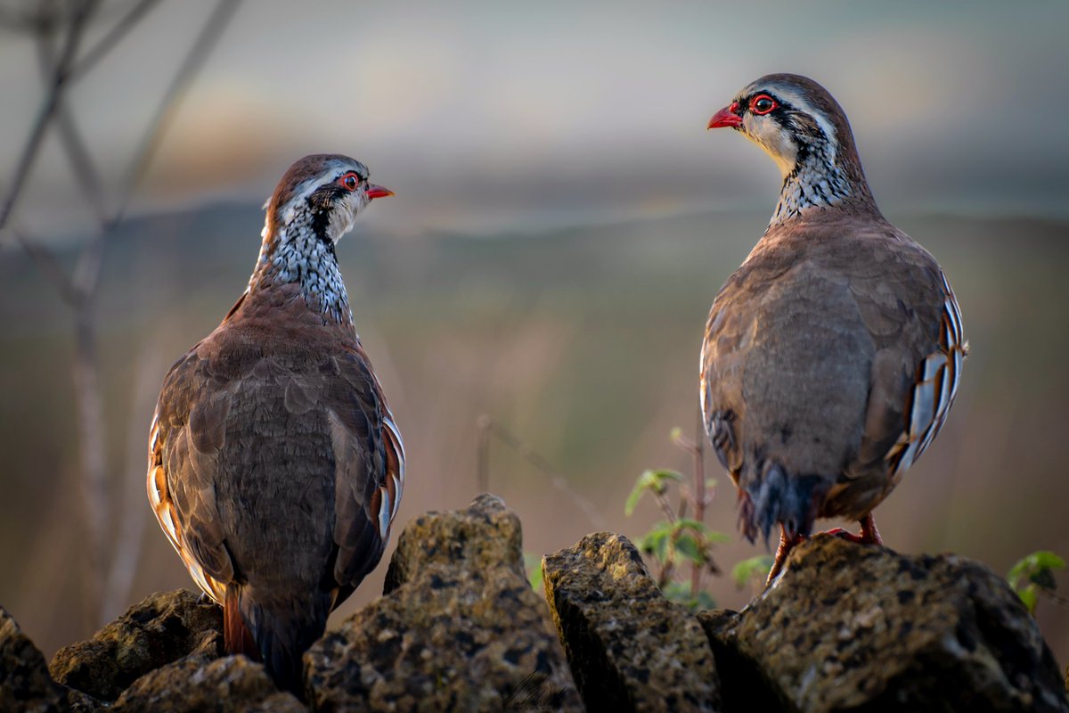 pauljwillson's tweet photo. Shooting the breeze 
#RedleggedPartridge #TwitterNatureCommunity https://t.co/j6SKmmXceb