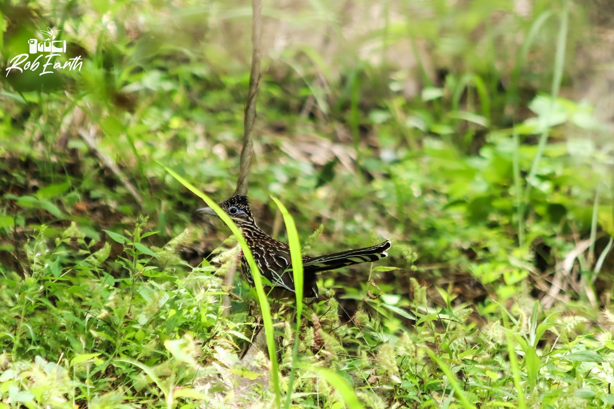 CFCRobertt's tweet photo. 📸🌏 Hoy 1 de Noviembre les presento una Nueva Temporada de fotos de aves, reptiles, mariposas, insectos y todo el reino animal que aparezca en mis expediciones a la naturaleza📸 También cambiando mi firma digital a:
                     🌏📸RobEarth📸🌏
https://t.co/nYbh5IlueD https://t.co/sqPhuFEoad