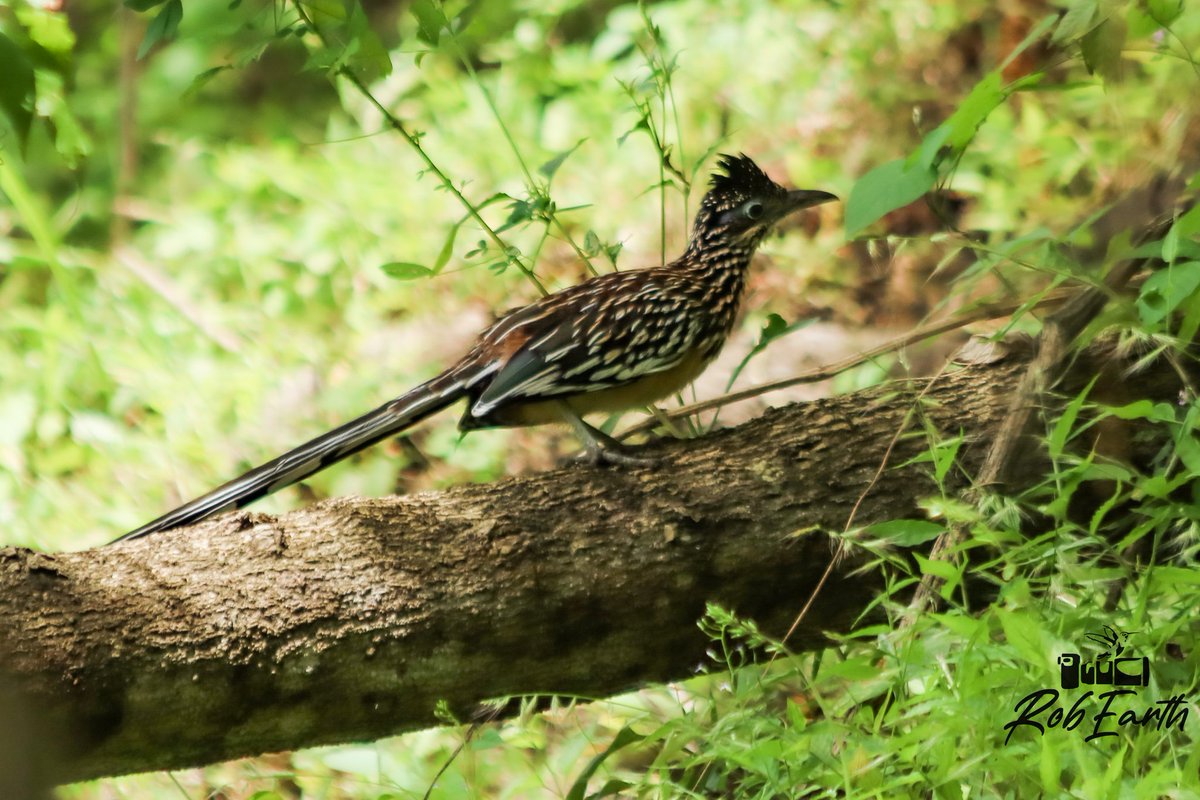 CFCRobertt's tweet photo. 📸🌏 Hoy 1 de Noviembre les presento una Nueva Temporada de fotos de aves, reptiles, mariposas, insectos y todo el reino animal que aparezca en mis expediciones a la naturaleza📸 También cambiando mi firma digital a:
                     🌏📸RobEarth📸🌏
https://t.co/nYbh5IlueD https://t.co/sqPhuFEoad