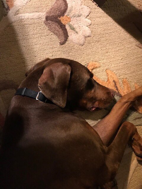 LCALrescue's tweet image. Let’s hear it for Kane, who found his furrever home! 
Warm congrats to adopters Lori &amp;amp;Sal, who gained a new BFF! Shy Kane found exactly what he needed: patient, experienced #Doberman owners 2 give space &amp;amp; time to bring him out of his shell. 
Happy trails &amp;amp; wagging tails, Kane!