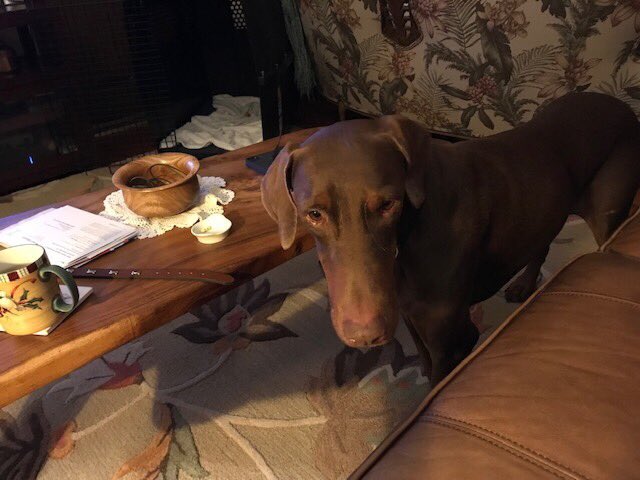 LCALrescue's tweet image. Let’s hear it for Kane, who found his furrever home! 
Warm congrats to adopters Lori &amp;amp;Sal, who gained a new BFF! Shy Kane found exactly what he needed: patient, experienced #Doberman owners 2 give space &amp;amp; time to bring him out of his shell. 
Happy trails &amp;amp; wagging tails, Kane!