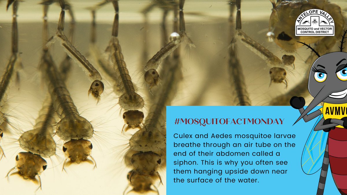 AVMosquito's tweet photo. This is also the reason that mosquitoes thrive in still/standing water. They have to return to the surface to breathe, so if the water is flowing or moving, the mosquito larvae will drown. #MosquitoFactMonday #MosquitoScience #MondayFeels https://t.co/6mcY0YbNiK