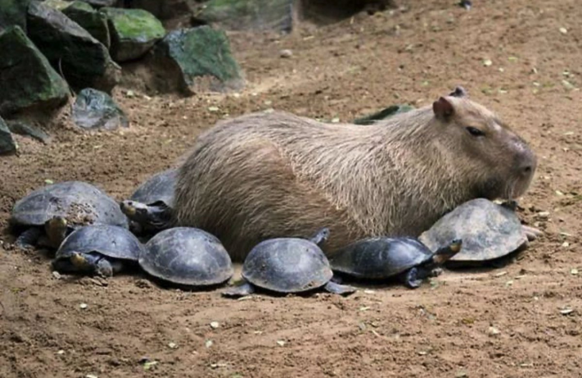 CAPYBARA_MAN's tweet photo. DEFENSIVE FORMATION https://t.co/1FpPegZCvb