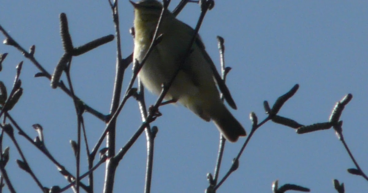 The Willow Warbler in Dorset dlvr.it/SBhhKc