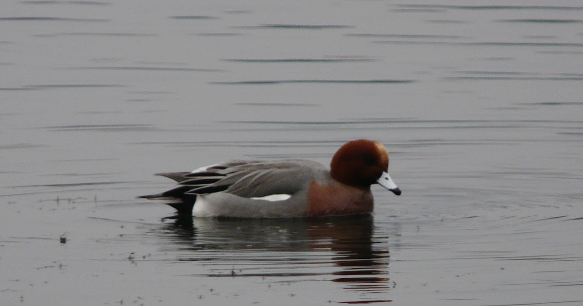 The Wigeon in Dorset dlvr.it/SBhhK6