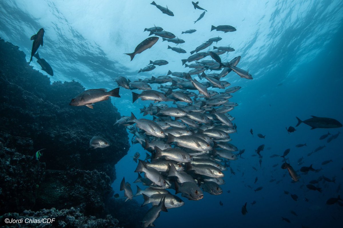 DarwinFound's tweet photo. The new reserve protects an additional 60,000 km2 bringing the new total protected area to close to 200k, making it one of the largest marine reserves in the world. A great achievement for the conservation of this natural paradise. #Galapagos #COP26 

Photos by: Jordi Chias https://t.co/OjVKCezFTU