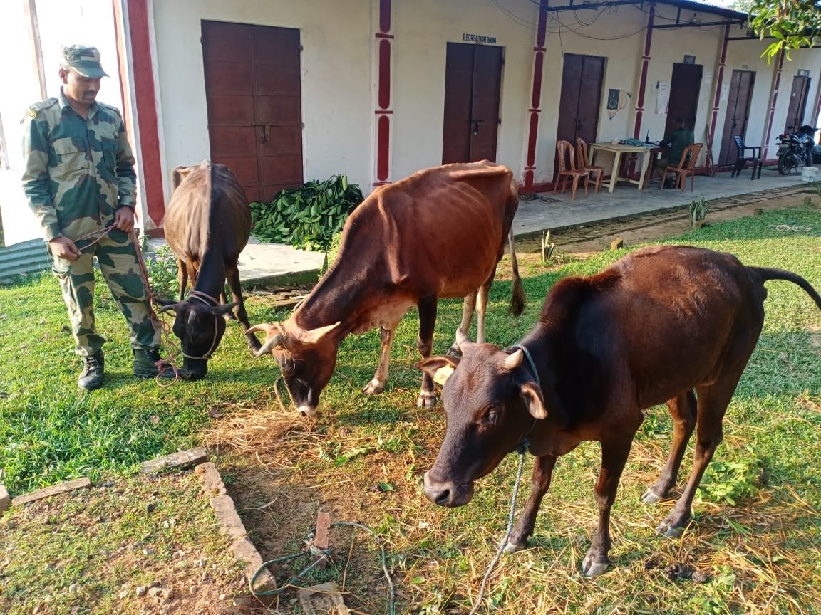 BSF_Tripura's tweet photo. #BSF is committed to eradicating the menace of #DrugSmuggling from #Tripura State.
In the #FightAgainstDrugs & trans-border #Smuggling, Vigilant #Praharis seized 320Nos #YabaTablets 13.8Kgs #Ganga 03 #Cattle 160Btls #EskufSyrup and other #Contraband items worth ₹. 14,47,875/- https://t.co/raRPoXa9UD
