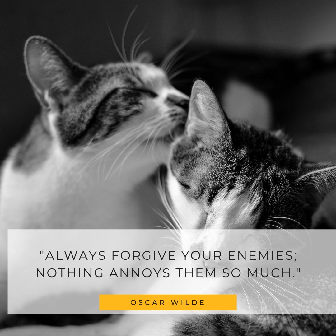 ScratchAndPatch's tweet photo. Why does this remind us of all of our cats 😼  It is a cheeky one this #MondayMotivation 

#scratchandpatchfamily #scratchandpatch #petinsurance #petcare #cat #dog https://t.co/7a4POYPzN5