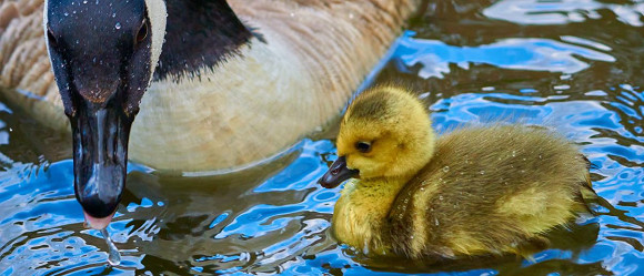the_napf's tweet photo. A little cuteness to start your week! Make a great one friends! #ExploreYourLocalPark 🦆 https://t.co/UEAAp4Begw