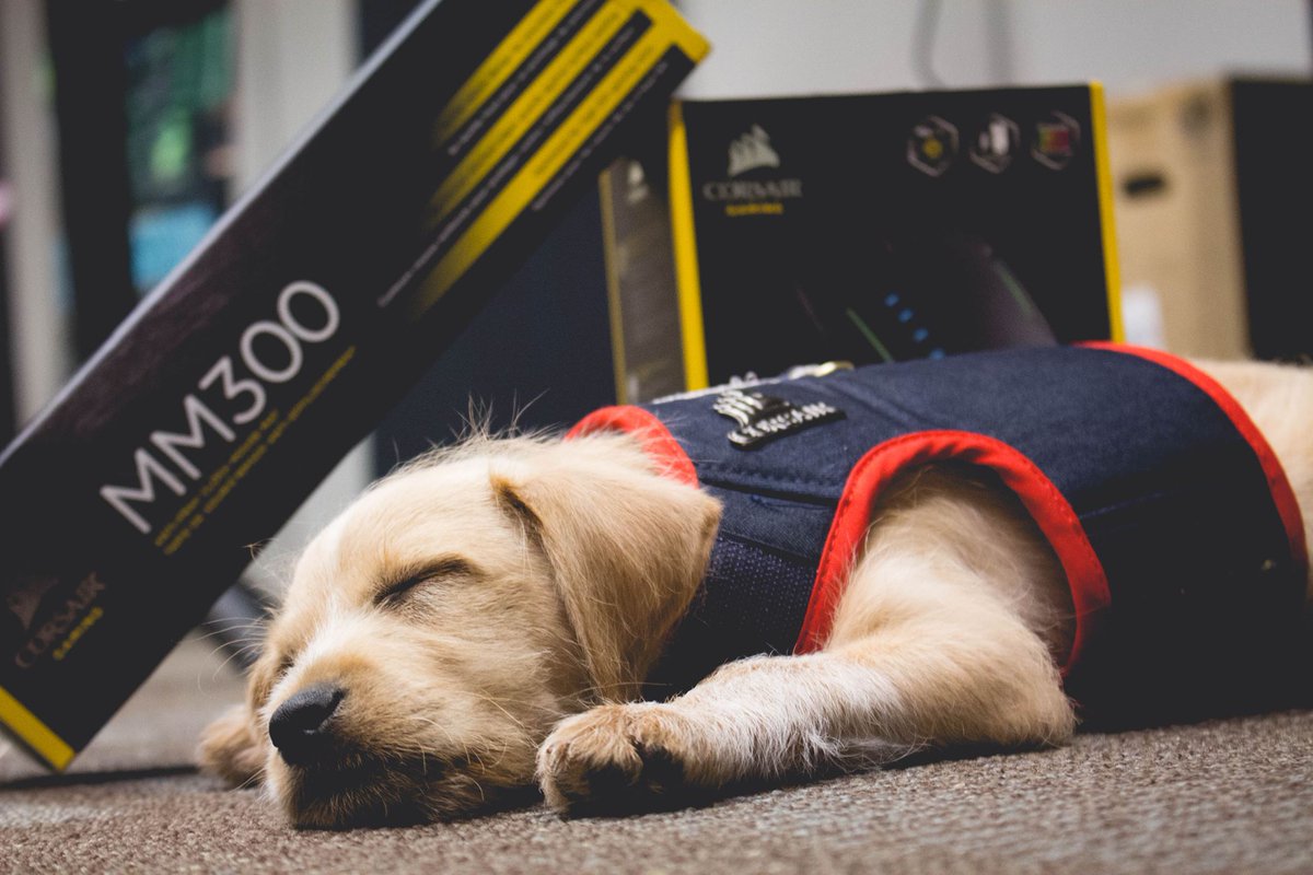Corsair_BR's tweet photo. #Dogsair depois de jogar até não poder mais, agora dorme para recarregar as baterias.
Você vai fazer o que no final deste feriado: Jogar mais ou descansar?
#corsairbr https://t.co/Vk8wnJ2Nb8