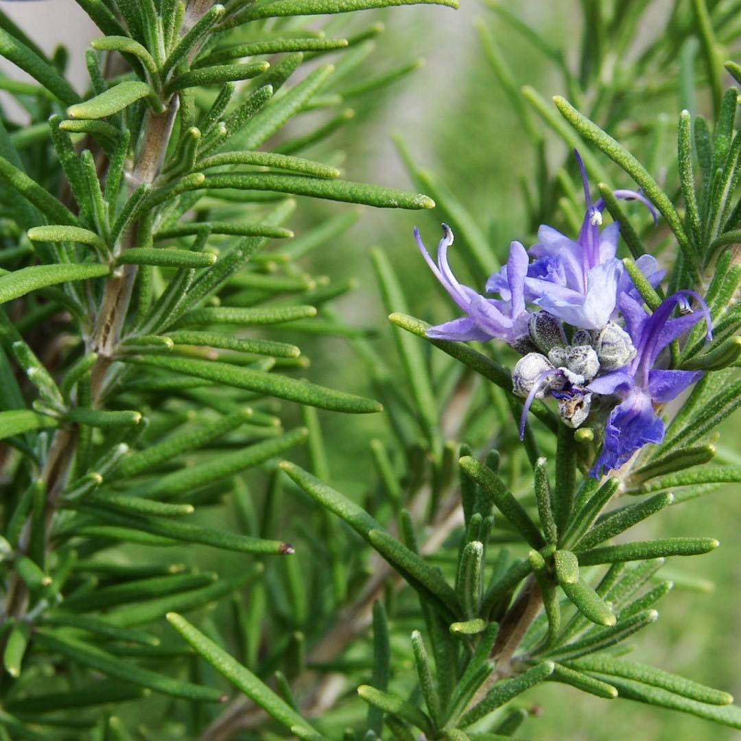 SCNationalTrust's tweet photo. #HerbalMondayPost
This Monday's feature highlights the plants, Rosmarinus officinalis otherwise known as rosemary, and Olea europaea (olive).
Visit our Facebook page at https://t.co/DopEYeRo0R for important news, information, and updates on Herbal Monday. https://t.co/SWdPv9F00f