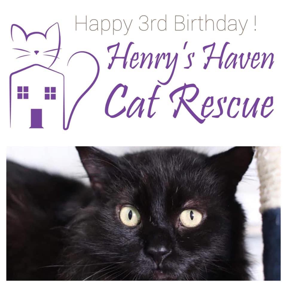 Henry S Haven Cat Rescue Henryshaven Twitter