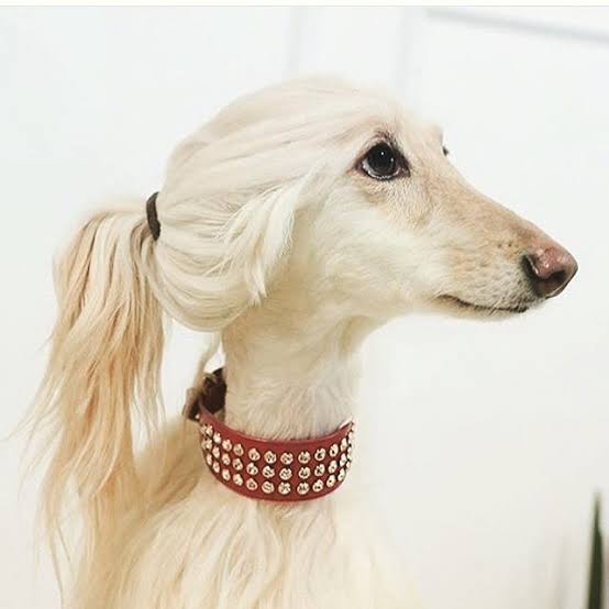 AonHaraj's tweet photo. No one
girls with their hairstyles
#Munasib https://t.co/GcxcPttUQn