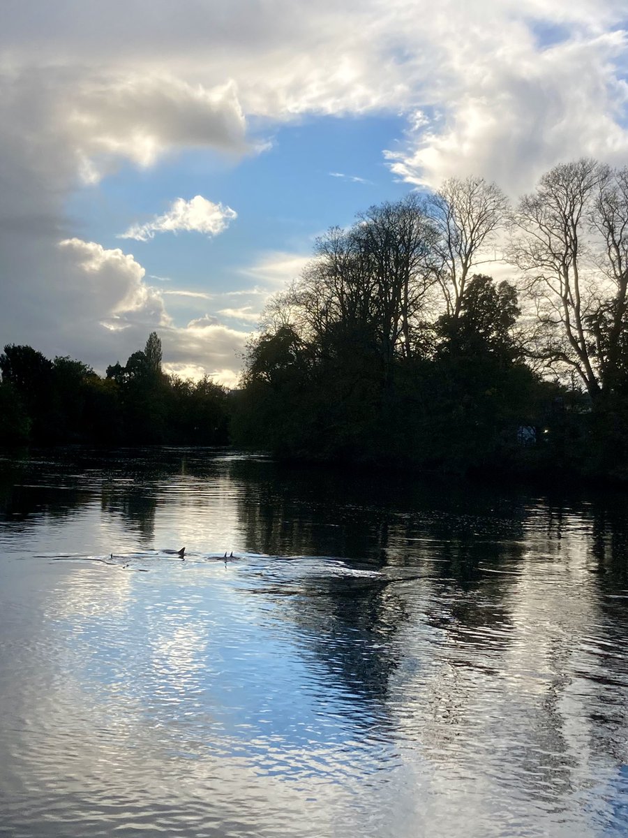 Beautiful dolphins in Cork’s River Lee today 🐬🐬🐬🐬🐬