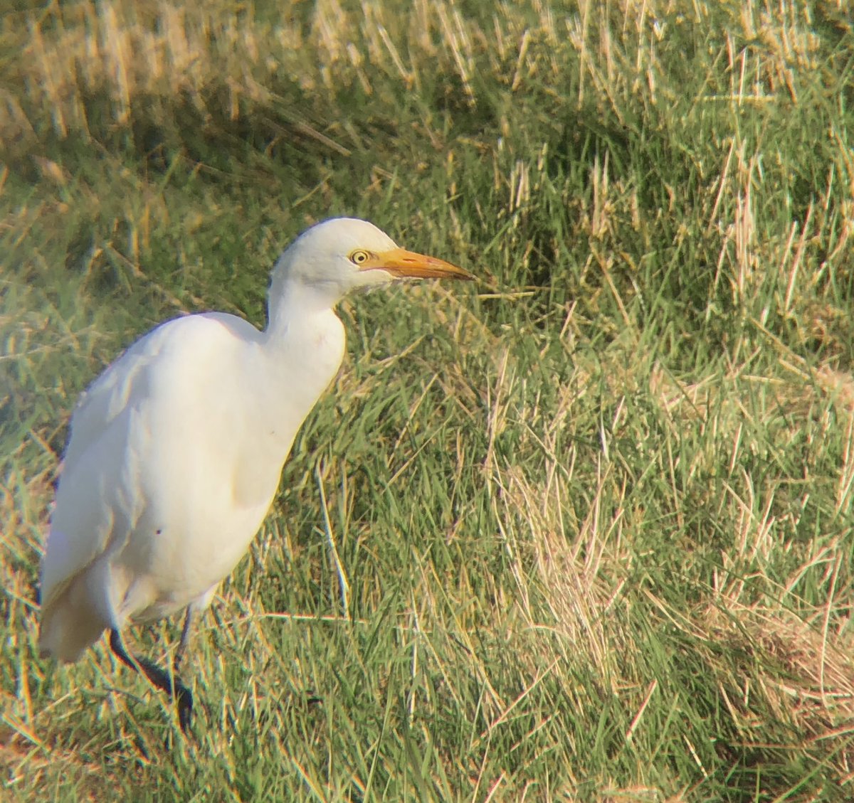 WildlifeCp's tweet photo. A brilliant day at @ElmleyNNR on Saturday!

Highlights:
• Barn Owl
• Cattle Egrets
• Ringed Plover
• Buzzards
• Grey Plover
• Stonechats 

🌿

#birding https://t.co/XeJFgsvs6P