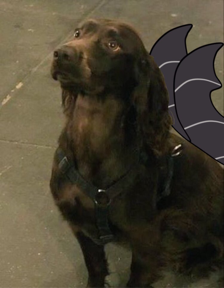 bobbyhiddles's tweet image. Trick or treat! Hope you had a fun bobbyween, can’t wait for next year! 👻🤎 

Thank you for the pictures, @spvrroww love you!! 🐶