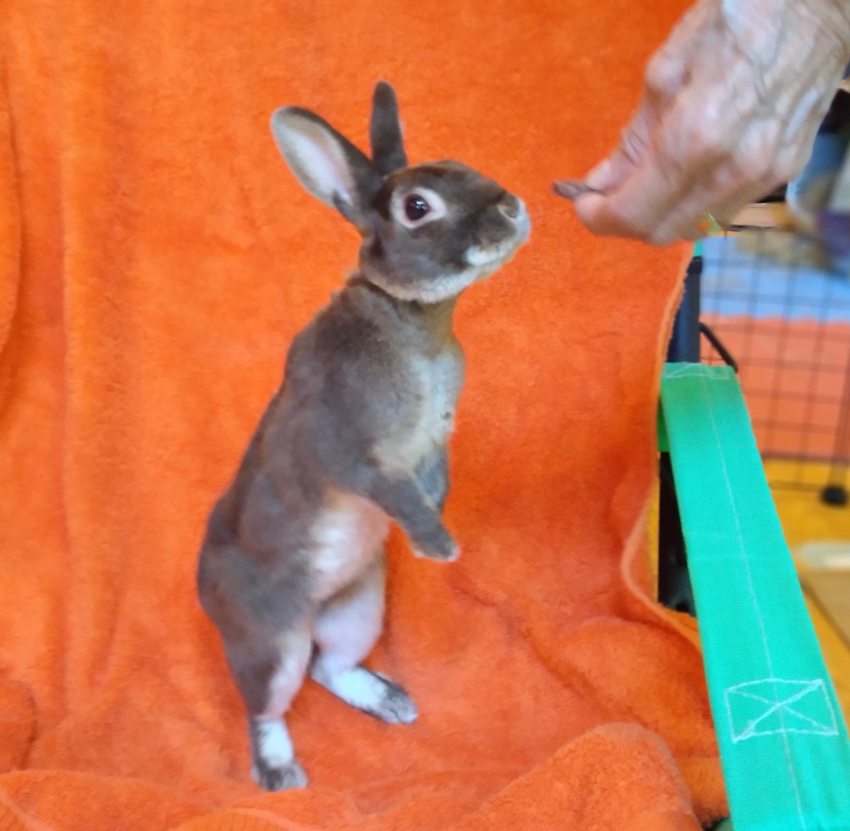 Rex Mix Rabbit White Cassonnade foncée is a young Mini Rex/bunny rabbit mix from #Chertsey ...
