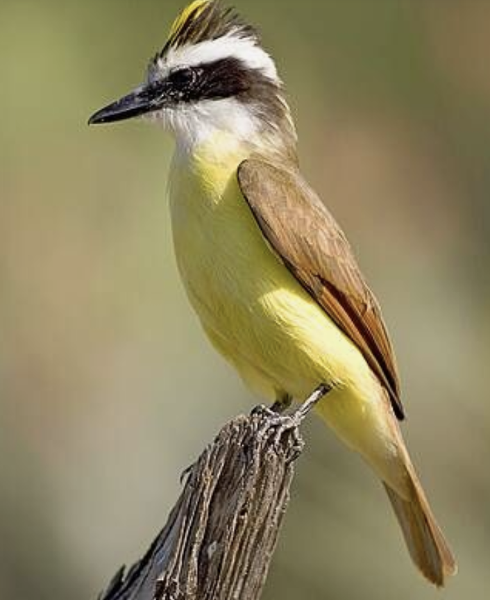 Si quieren seguir escuchando el sonido de los pájaros no compren jaulas, siembren árboles!