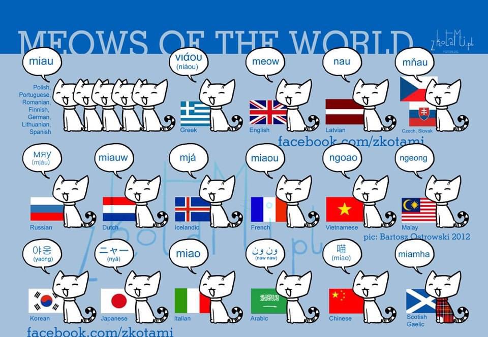 MathieuAvanzi's tweet photo. Comment dit on miaou dans quelques langues du monde https://t.co/aFMT3G1fH4