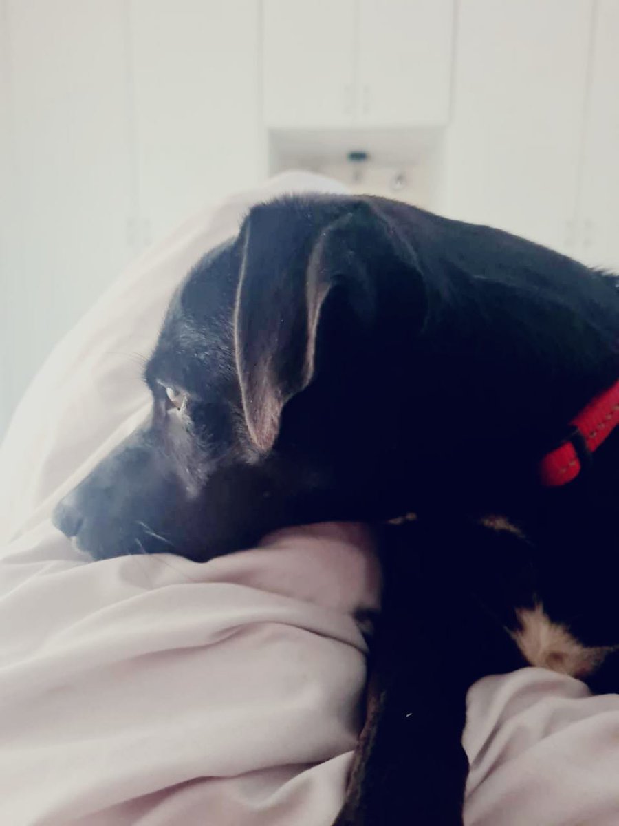 ElvisPillay4's tweet photo. Voting is so stressful. #Dogmocracy https://t.co/ffFg1FRdvB