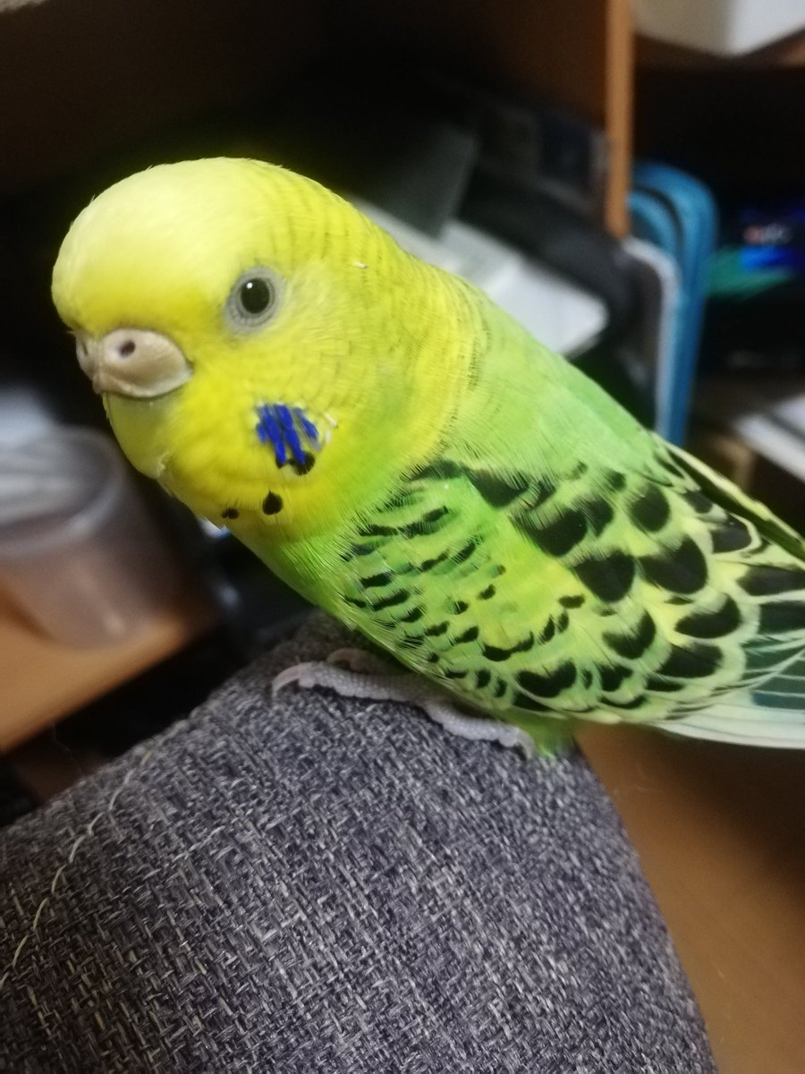 #セキセイインコのなち
今日のなっちゃん✨