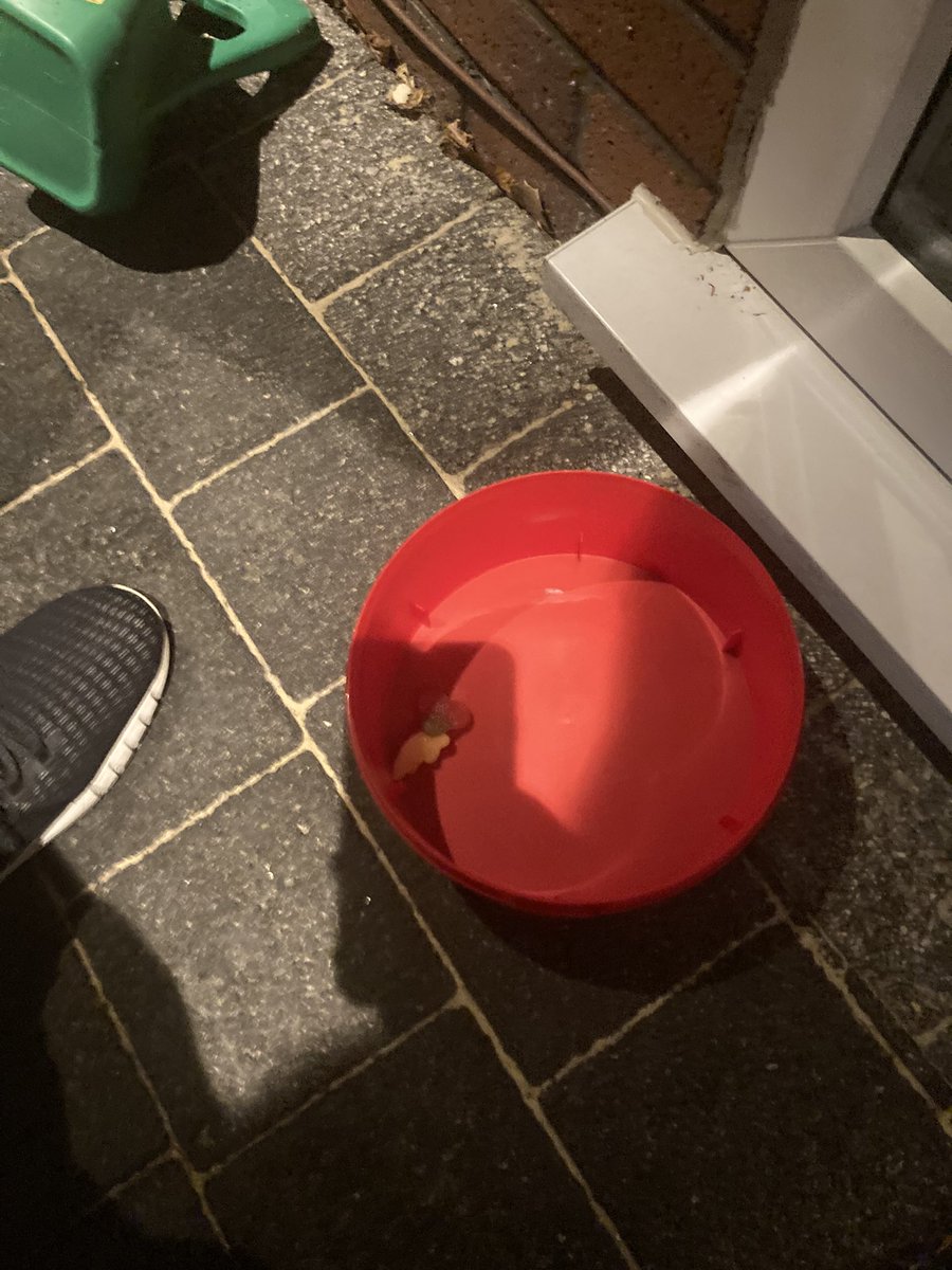 EatProost's tweet photo. @DeannaThomas I left treats out. Glad we kept a couple back as we were cleaned out 😂 https://t.co/C3Xy89NQUs
