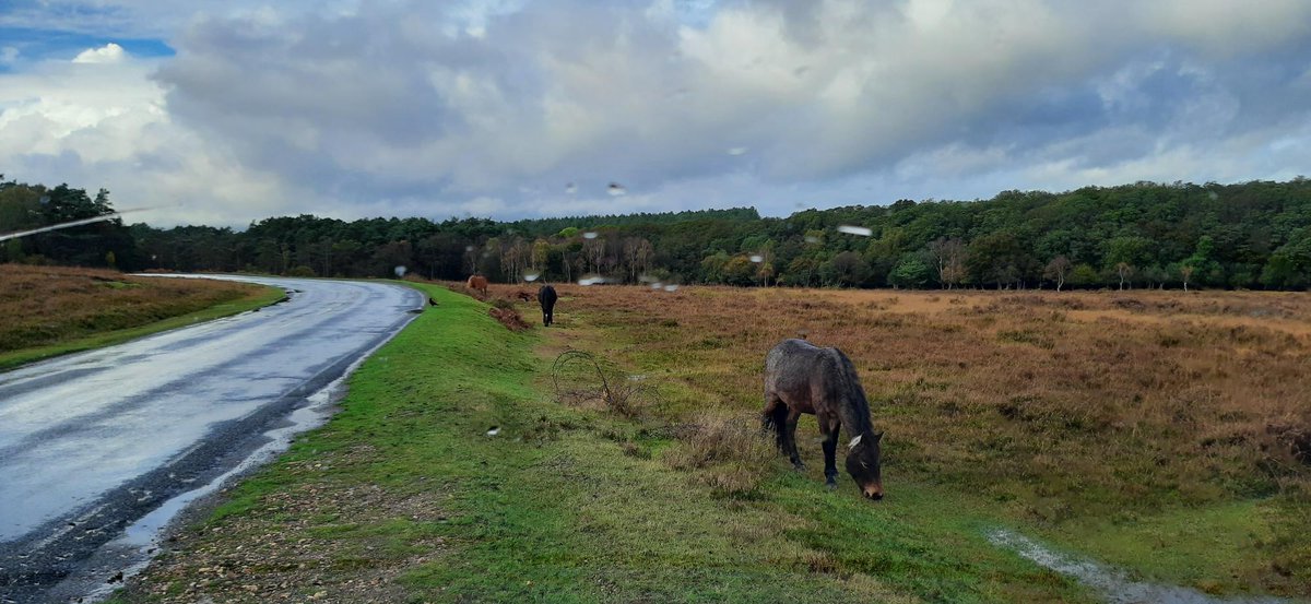Pictured is a scene from the New Forest taken by one of our camera operators. A timely reminder that with the darker evenings it is even more important to look out for animals on the road #ItsNotWorthTheRisk #SRU @NewForestCops <a href="/RealNewForest/">New Forest CDA</a> 🦌 🐄 🐴