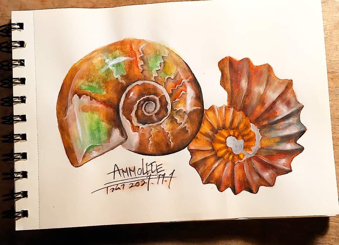 Twoucan アンモナイト の注目ツイート イラスト マンガ コスプレ モデル