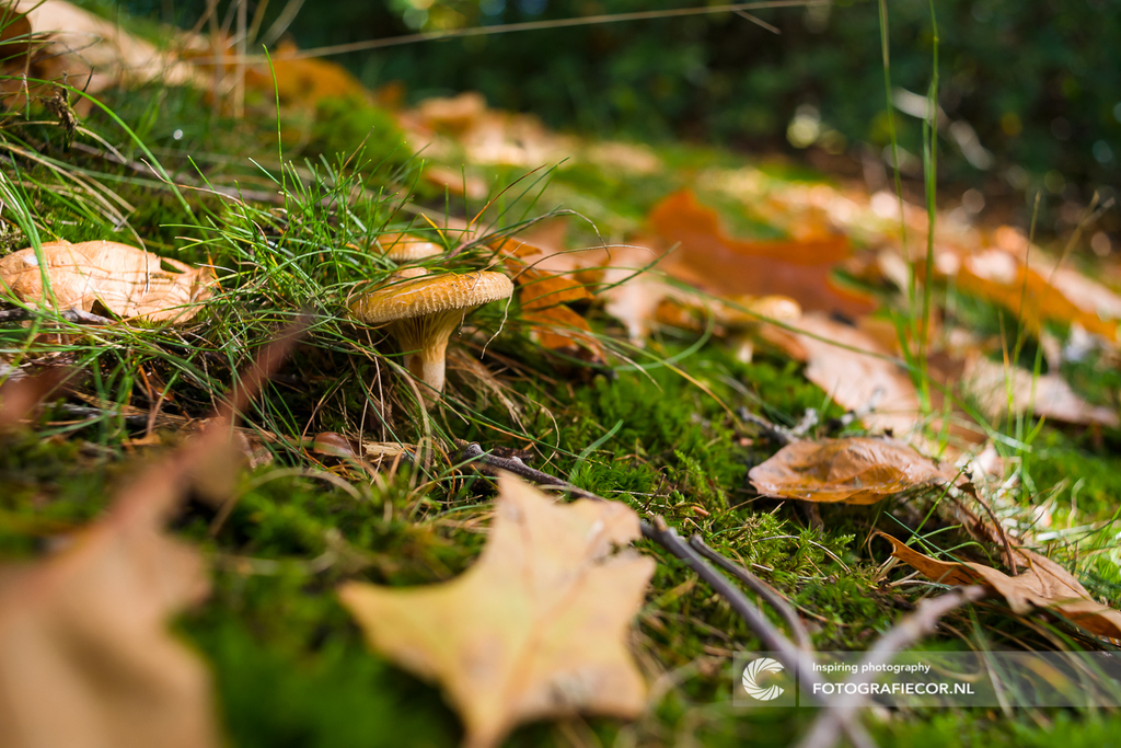 CorvanderWaal's tweet photo. Hi There!

 📸©https://t.co/Bo7UGMirhQ 👉🏻 DM ✉️
---
#paddenstoel #foto #nature #paddenstoelen #photography #fotografie #mushroom #photo #natuurfotografie #herfst #fotograaf #mushrooms #natuur #autumn #paddestoel #paddenstoelfoto #fungus #natuurfoto https://t.co/VITvFZDvA4