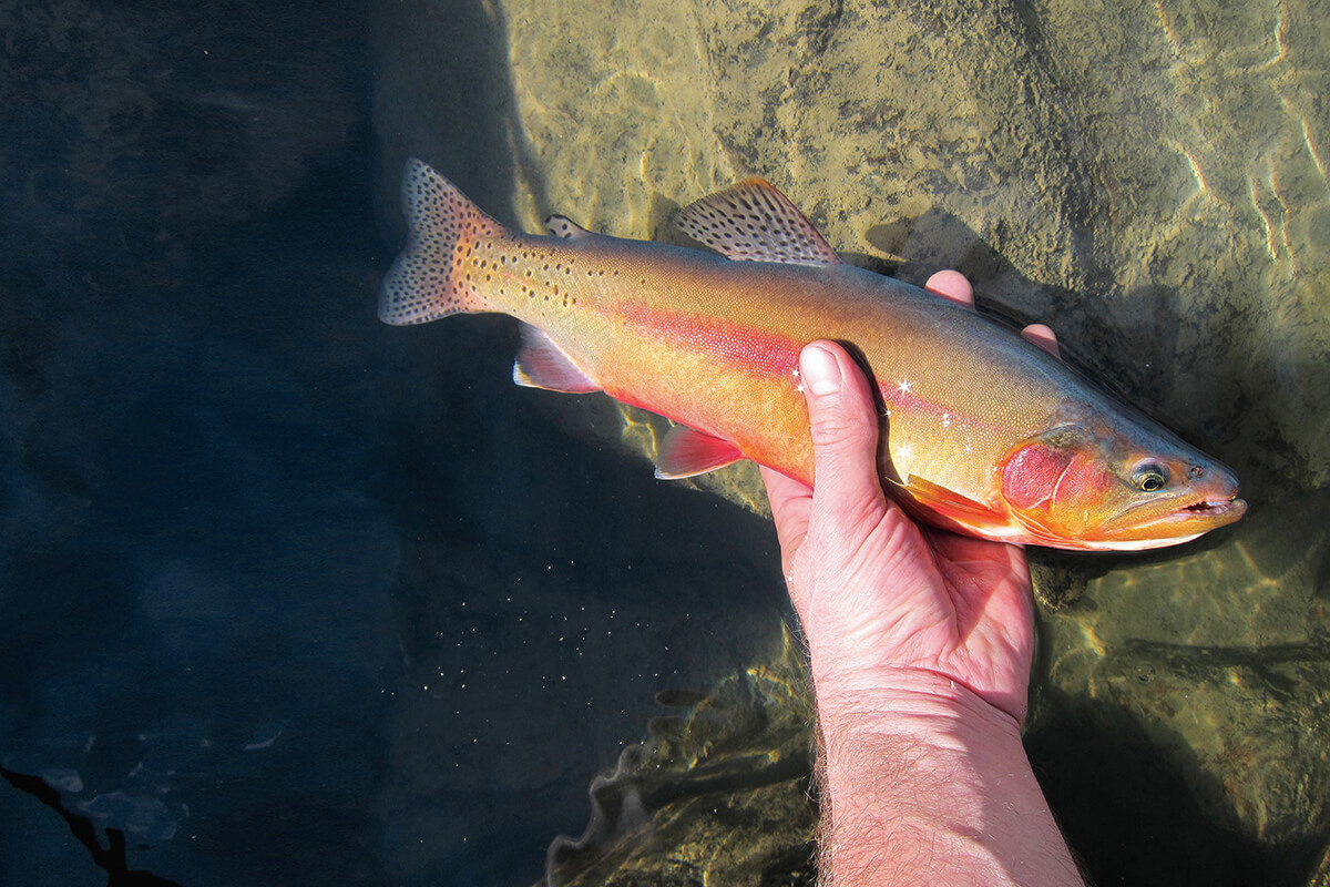 FlyFishermanMag's tweet photo. "Dr. Trout" as he was known, tracked down, classified, and helped preserve numerous native trout species, in the American West.
https://t.co/1fA2ktRWXf
#trout #troutfishing #ichthyology #flyfishingconservation #troutconservation #conservation #goldentrout #cutthroattrout https://t.co/5k1WXNnMyP