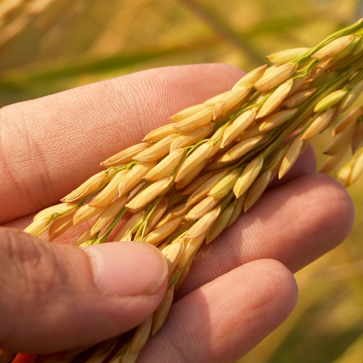 This Wed 11/3 is our monthly #LittleExplorers session, geared for toddlers and preschoolers ages 2-4. This month, we're looking at seeds! We'll learn how seeds travel, and collect seeds from all over the Garden to make a beautiful mosaic.

REGISTER: bartramsgarden.org/event/little-e…