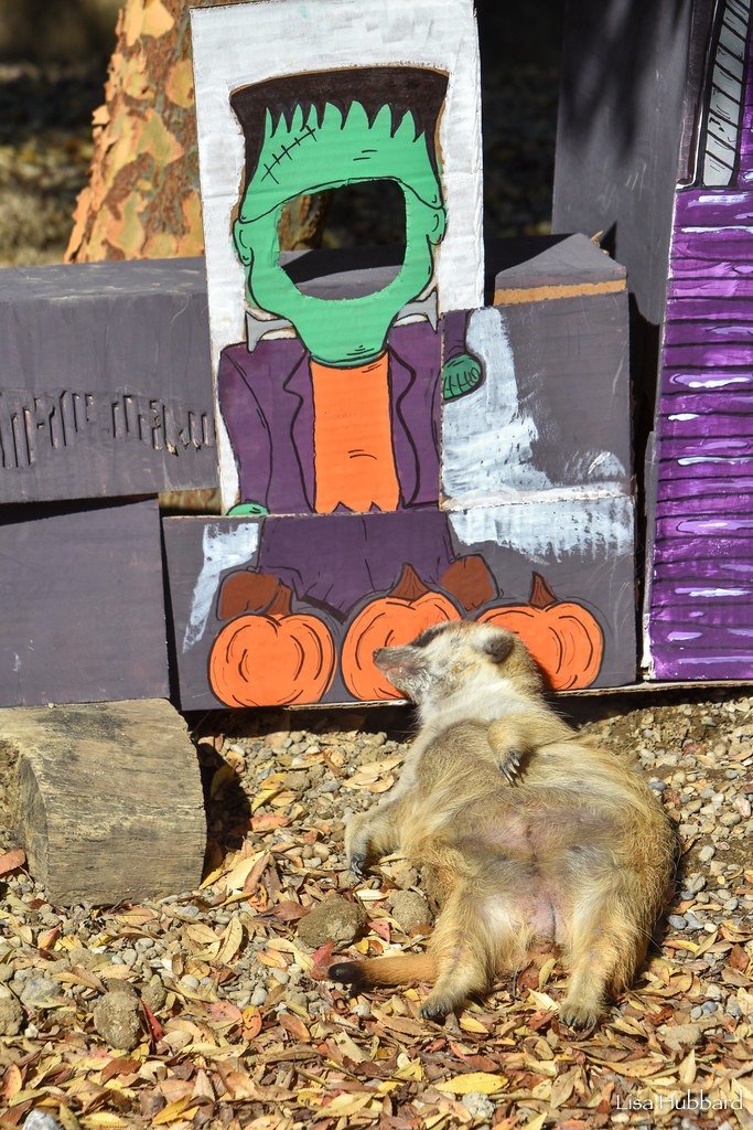 CincinnatiZoo's tweet photo. The feeling when you ate too much Halloween candy last night 😹 #MeerkatMonday https://t.co/vxorZzGikI