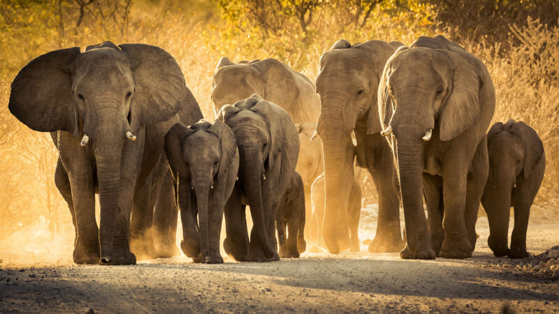 aren't these elephants magnificent!
These African Elephants need your help to survive. visit our website to learn more about the ways you can help these elephants.
An average of 100 elephants are killed by poachers for Ivory.
These elephants need your help! Share this post!