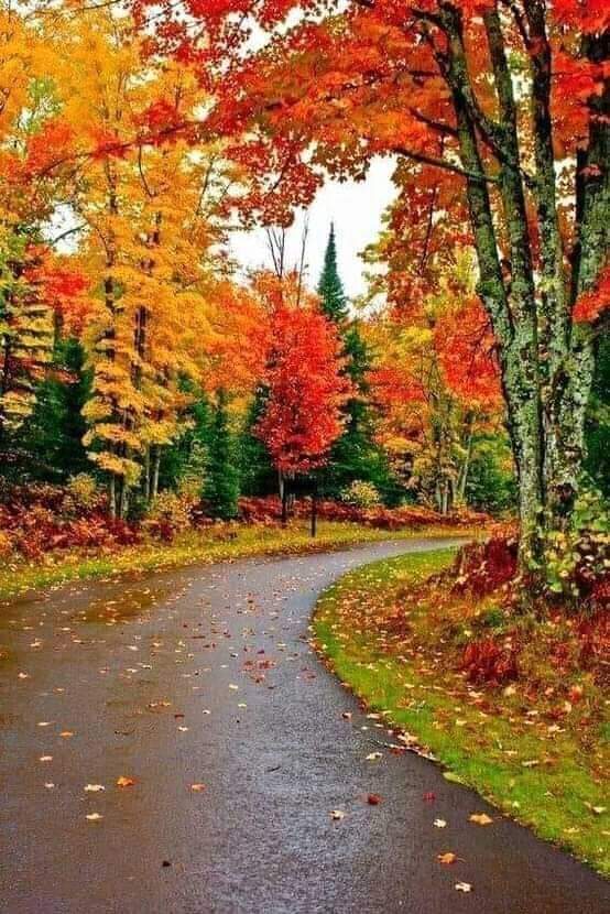 Sonbaharın son demleri
Yedigöller Bolu