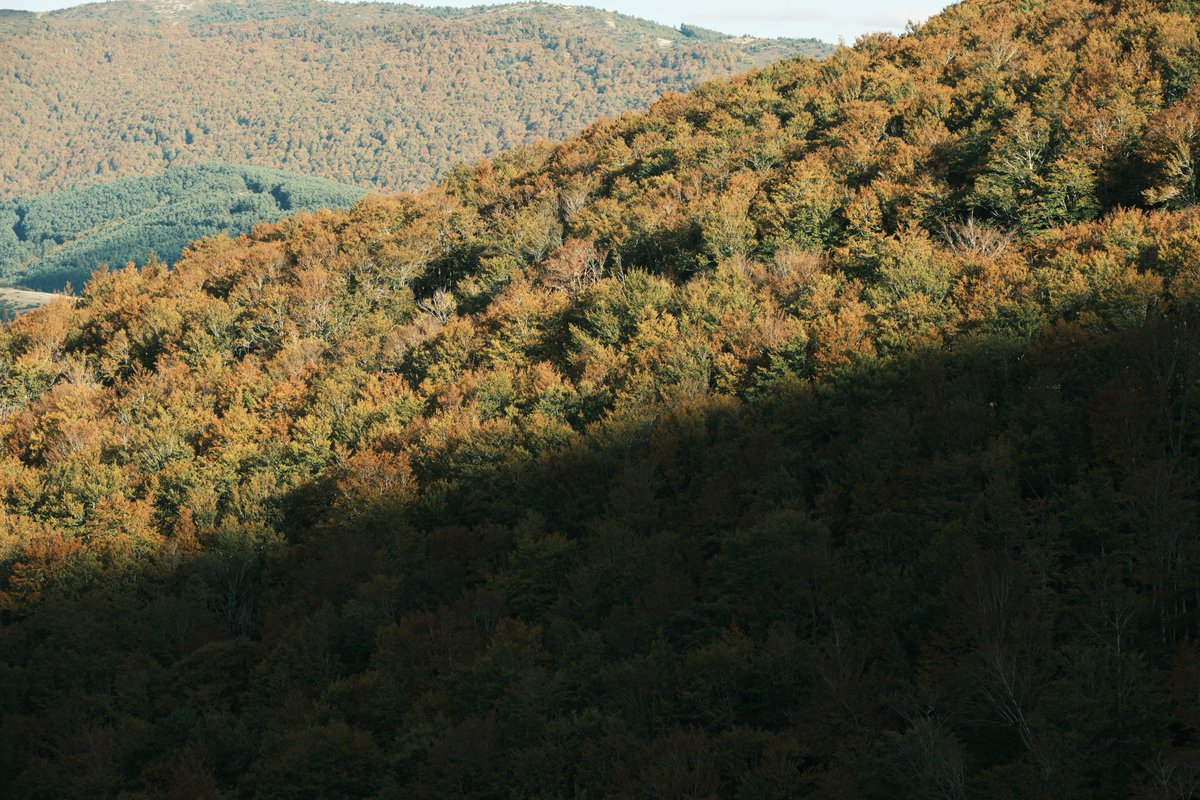 javialonsoph's tweet photo. Un poco de nuestra sierra en otoño 🌲🍁 https://t.co/VxNJXan0L4