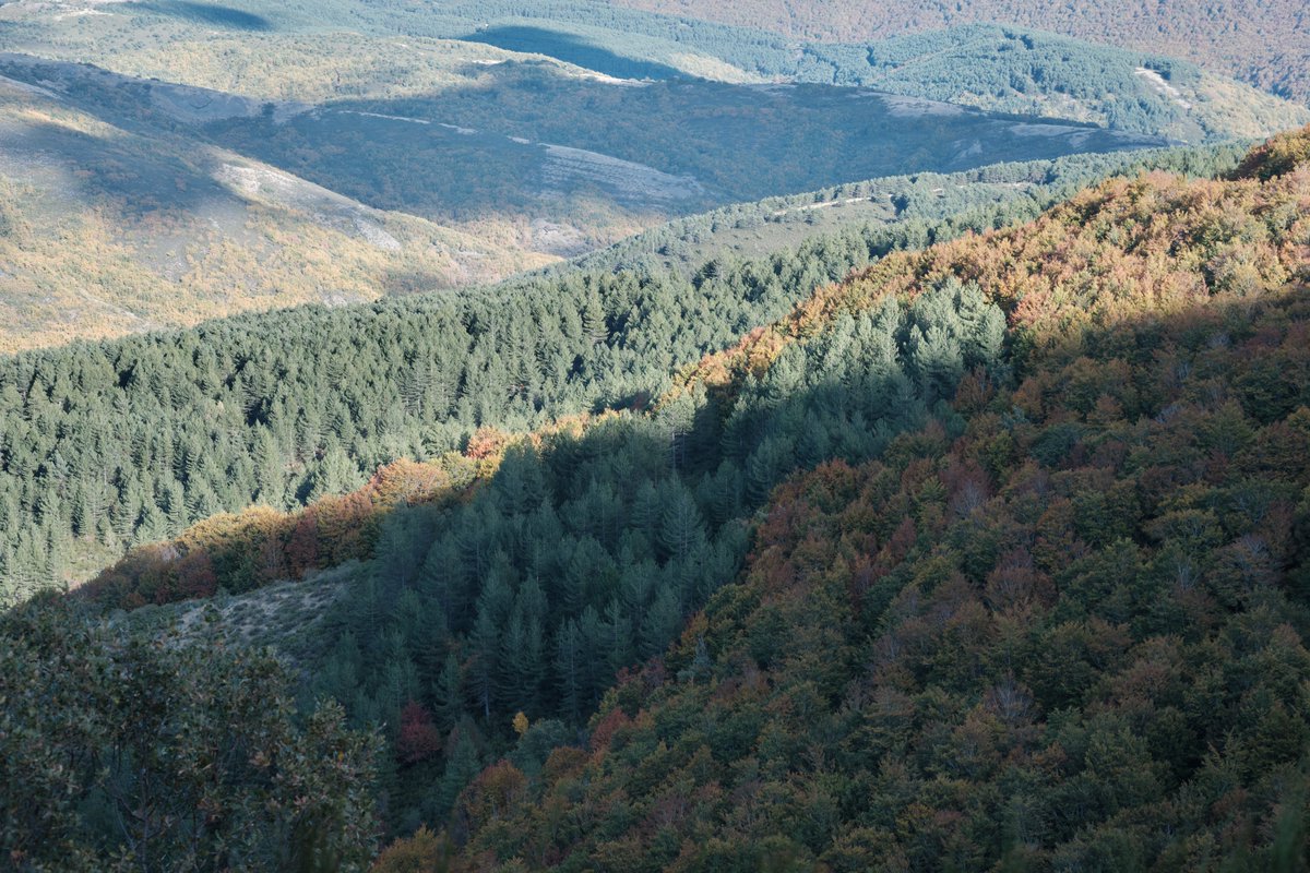 javialonsoph's tweet photo. Un poco de nuestra sierra en otoño 🌲🍁 https://t.co/VxNJXan0L4